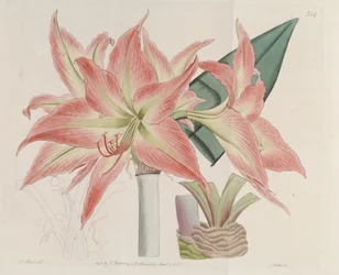 Hippeastrum striatum